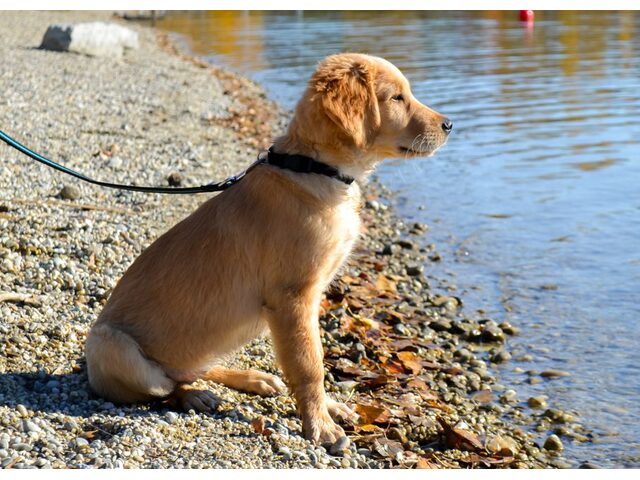Golden Retriever Puppies — Vet Checked