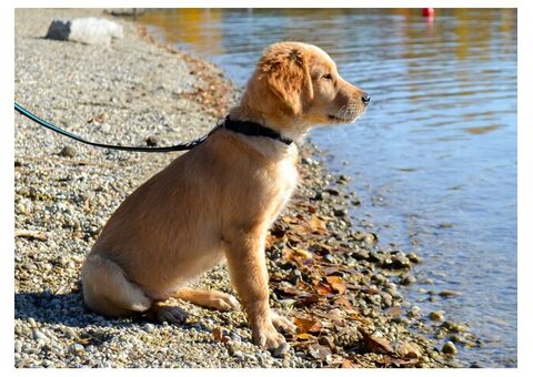 Golden Retriever Puppies — Vet Checked