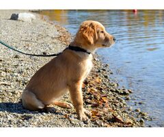 Golden Retriever Puppies — Vet Checked